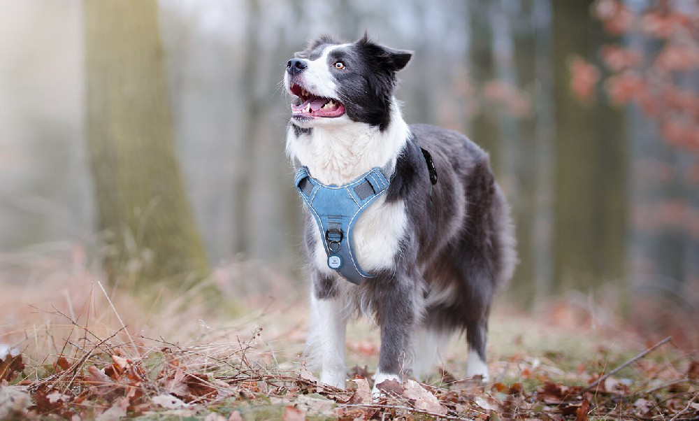 Do you want to conduct a competitive analysis? Here are 7 reasons why you should do it